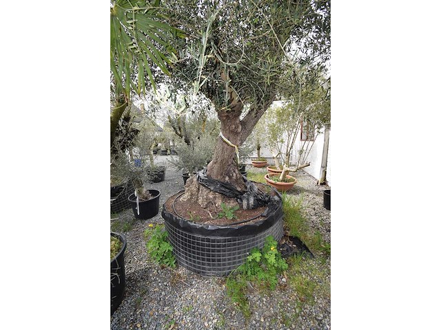 Zeer oude schuin uitlopende olijfboom - olive tree - afbeelding 5 van  9
