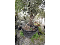 Zeer oude schuin uitlopende olijfboom - olive tree - afbeelding 5 van  9