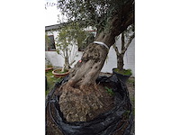 Zeer oude schuin uitlopende olijfboom - olive tree - afbeelding 6 van  9