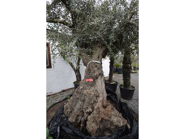 Zeer oude schuin uitlopende olijfboom - olive tree - afbeelding 7 van  9
