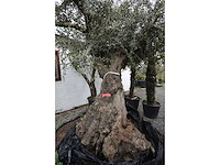 Zeer oude schuin uitlopende olijfboom - olive tree - afbeelding 7 van  9