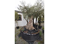 Zeer oude schuin uitlopende olijfboom - olive tree - afbeelding 8 van  9
