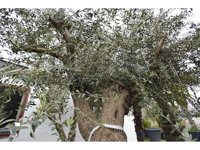 Zeer oude schuin uitlopende olijfboom - olive tree - afbeelding 9 van  9