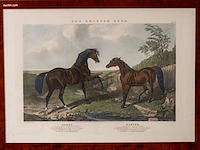 Zes antieke engelse kleurengravures j.f. herring...