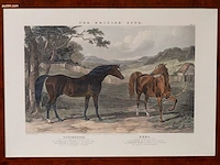 Zes antieke engelse kleurengravures j.f. herring... - afbeelding 2 van  7