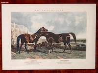 Zes antieke engelse kleurengravures j.f. herring... - afbeelding 4 van  7