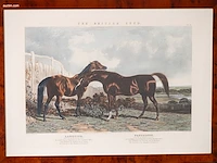 Zes antieke engelse kleurengravures j.f. herring... - afbeelding 5 van  7