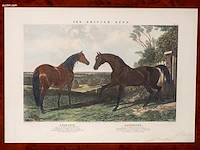 Zes antieke engelse kleurengravures j.f. herring... - afbeelding 6 van  7