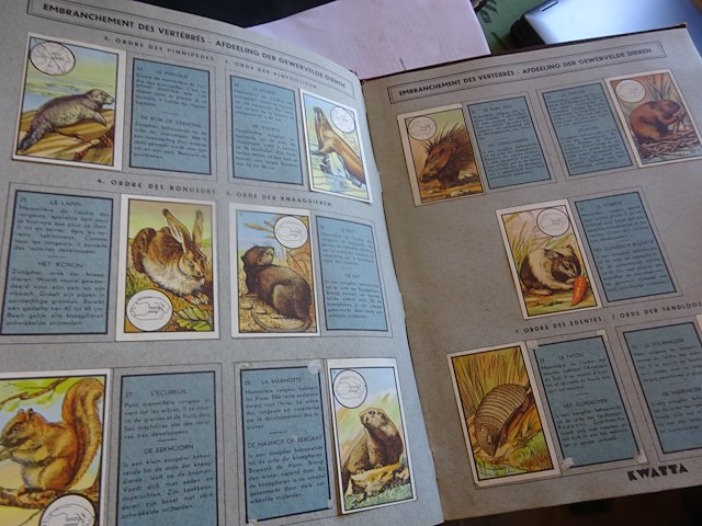 Zoologie kwatta - afbeelding 4 van  4